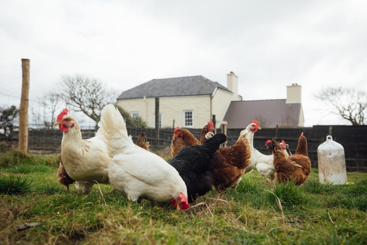 Penrhiw Farm B & B Goodwick Dış mekan fotoğraf