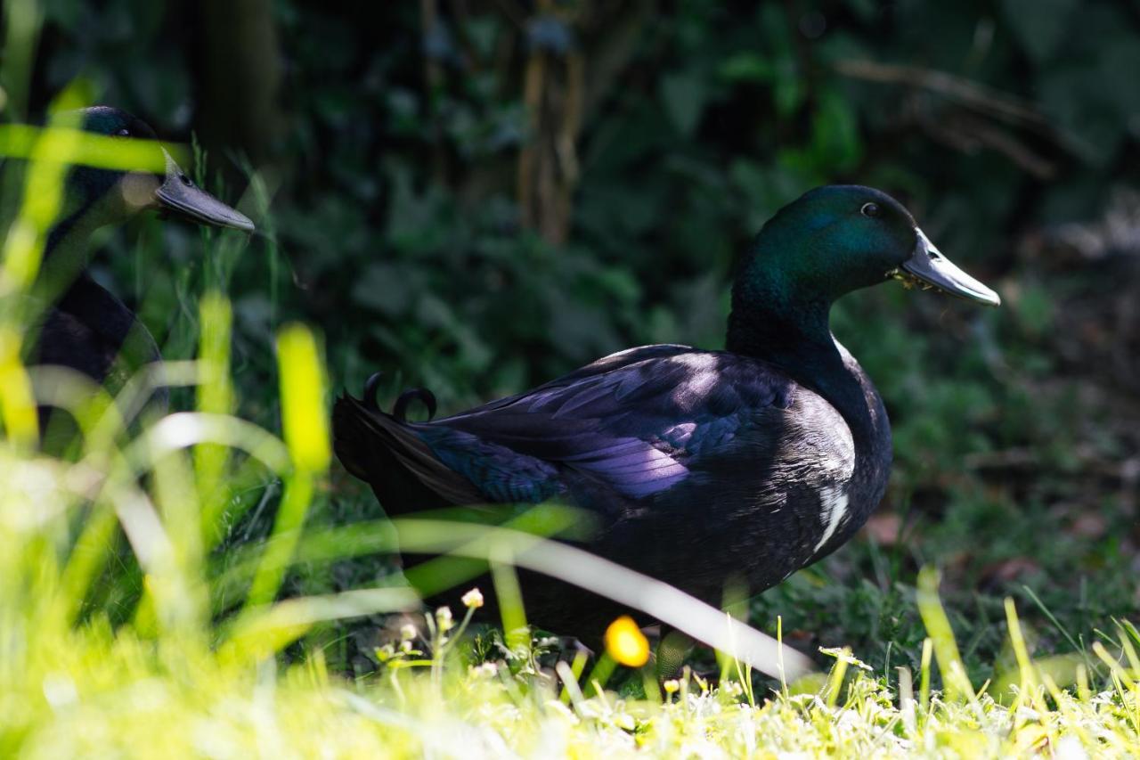 Penrhiw Farm B & B Goodwick Dış mekan fotoğraf